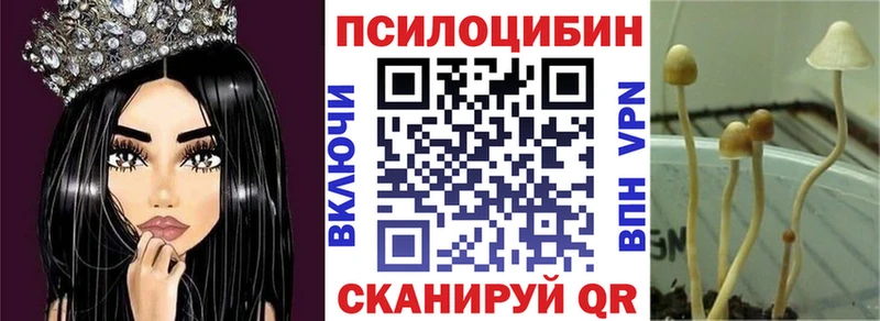 купить Нурлат Псилоцибиновые грибы Psilocybine cubensis
